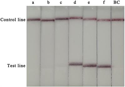 One-Step Reverse-Transcription Recombinase Polymerase Amplification Using Lateral Flow Strips for the Detection of Coxsackievirus A6